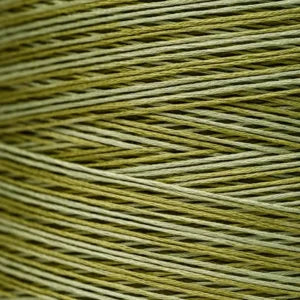 WDW2196 Scuppernong